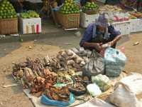 05-Plantes médicinales