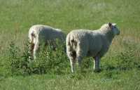 21  Moutons à l'est de Te Anau B