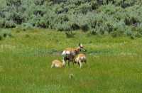 69 Jeunes daims têtant leur mère