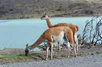 047 guanacos