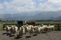 34 Ferme (Ouest de Christchurch