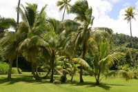 052 Jardin botanique de Motu Ovini