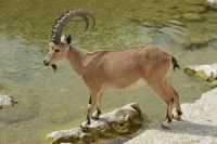 18 Ibex mâle