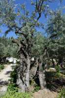18 Oliviers millénaires