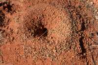 02 Entrée d'une fourmilière entourée d'une digue