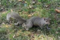 11 Ecureuil à Central Park