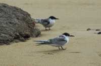 038 Jeunes Sternes Tara