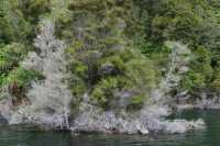 130 Rive du lac Rotomahana