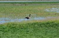 72 Oie du Canada (Bernache)