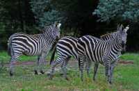 09 Zèbres