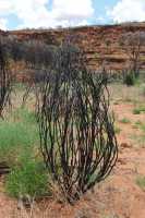 23 Buisson - Kathleen Springs