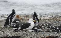 057 Goéland & pingouins- Seno Otway