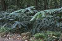 44 Fougères (Vallée d'Opunohu)