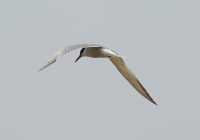 44 Hirondelle de mer