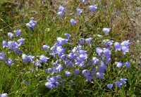 33 Midway Geyser Basin (Clochettes)