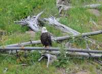 60 Aigle pêcheur