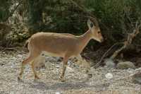 13 Ibex femelle