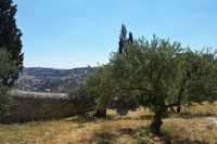 07 Oliviers & Jérusalem