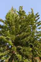 050 Pin Wollemia que l'on croyait disparu depuis 4 millions d'années