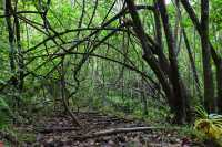 28 Vers la cascade d'Afareiatu - Moorea - Côte est