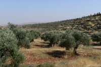 41 Ephraïm - Collines & oliviers