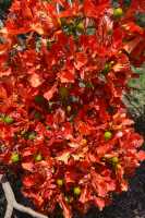 03 Kursi - Jardin à l'entrée du monastère