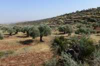 42 Ephraïm - Collines & oliviers