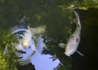 49 Temple Nanzen-ji (Carpes)
