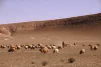 805 Moutons entre l'Euphrate et Palmyre