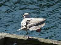 06 Mouette