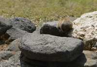 39 Daman des rochers