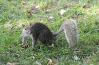 12 Ecureuil à Central Park