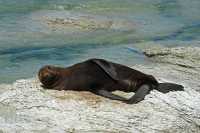 047 Otarie (lion de mer) - Kaikura