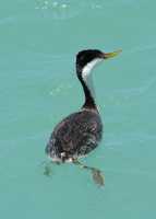 41 Western Grebe