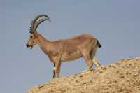 01 Nubian ibex (Capra nubiana) 