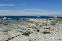 042 Otaries (lions de mer) - Péninsule de Kaikura