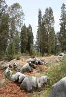 037 Pierres & arbres