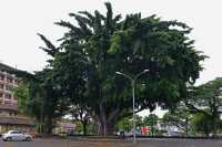 18 Banian (ficus prolixa)