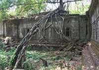 53-Galerie-racines *