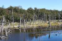 071 Habitat des castors