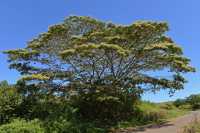 04 Arbre sur le volcan Rano Kau