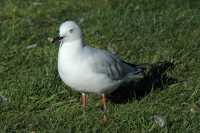 42 Mouette