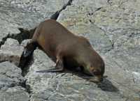 107 Otaries - Milford Sound