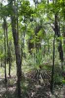 05 Forêt près de Yellow Water