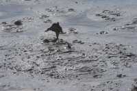 37 Fountain Paint Pot