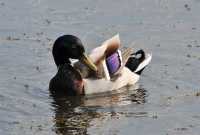 66 Canard - Couleurs *