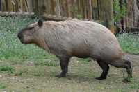 111 Cabiai (Capybara)