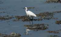 13 Aigrette Garzette - Pen Castel