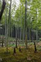 113 Forêt de bambous