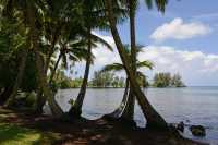 057 Jardin botanique de Motu Ovini